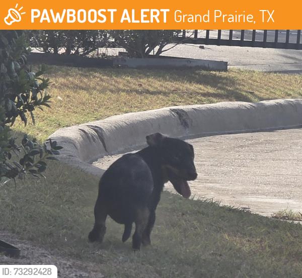 Found/Stray Male Dog last seen Boys and Girls Club of Grand Prairie, Grand Prairie, TX 75051