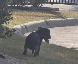 Found/Stray Male Dog last seen Boys and Girls Club of Grand Prairie, Grand Prairie, TX 75051
