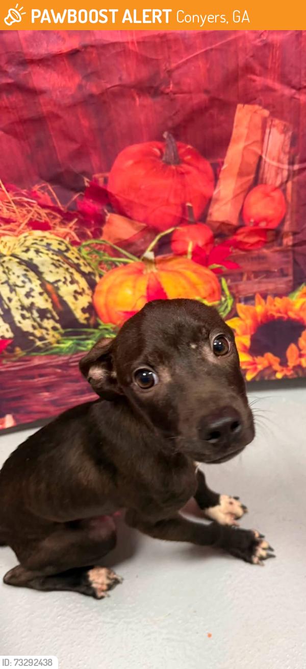Found/Stray Unknown Dog last seen Located at Rockdale County Animal Service, 1506 Rockbridge Road, Conyers, GA 30012, Conyers, GA 30012