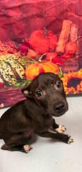 Found/Stray Unknown Dog last seen Located at Rockdale County Animal Service, 1506 Rockbridge Road, Conyers, GA 30012, Conyers, GA 30012
