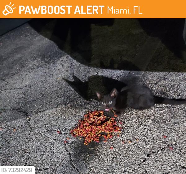 Found/Stray Unknown Cat last seen Near San Simeon Way, Miami, FL 33179