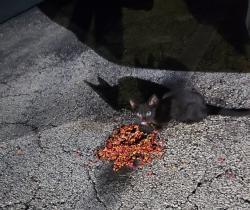 Found/Stray Unknown Cat last seen Near San Simeon Way, Miami, FL 33179