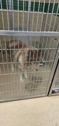 Reunited Male Dog last seen W queen street, Hampton, VA 23669