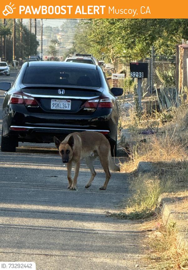 Found/Stray Male Dog last seen Vernon and W Kern St, Muscoy, CA 92407