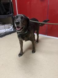Shelter Stray Male Dog last seen S MILITARY RD, 31078 LA-36, Lacombe, LA 70445, USA