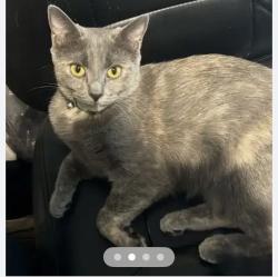 Reunited Female Cat last seen Crosspointe neighborhood, Fairfax Station, VA 22039