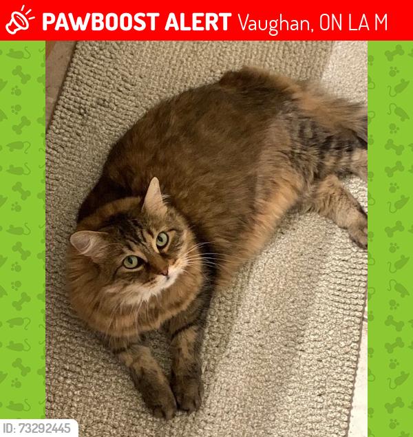 Lost Female Cat last seen Golden Orchard Road and Jack Pine Road, Vaughan, ON L6A 0M7