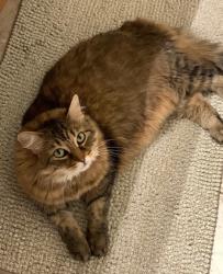 Lost Female Cat last seen Golden Orchard Road and Jack Pine Road, Vaughan, ON L6A 0M7