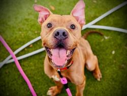 Shelter Stray Male Dog last seen , 2769 Conroy Rd, Orlando, FL 32839, USA