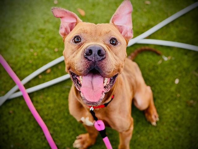 Shelter Stray Male Dog last seen , 2769 Conroy Rd, Orlando, FL 32839, USA
