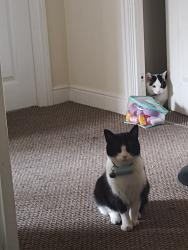 Reunited Female Cat last seen Suthren Yett, Prestonpans, Scotland 