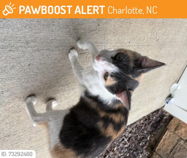 Found/Stray Unknown Cat last seen Near my apmt, Charlotte, NC 28216