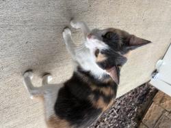 Found/Stray Unknown Cat last seen Near my apmt, Charlotte, NC 28216