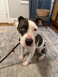 Found/Stray Female Dog last seen Water Bros Auto Detailing, Greenville, SC 29611