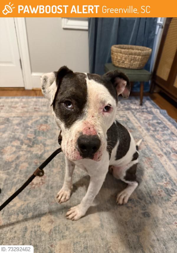 Found/Stray Female Dog last seen Water Bros Auto Detailing, Greenville, SC 29611