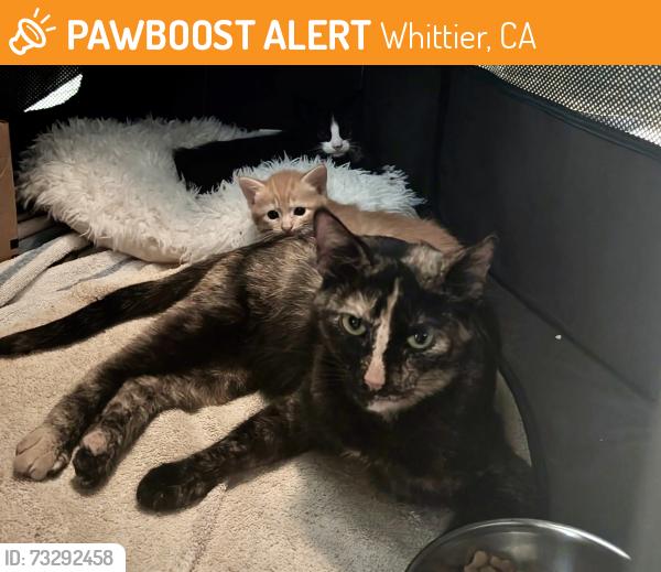 Found/Stray Female Cat last seen Workman Mill Rd & Mission Mill, Whittier, CA 90606