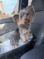 Reunited Unknown Dog last seen Mirada Ln, Louisiana 70508, USA, Lafayette Parish, LA 70508