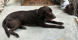 Found/Stray Male Dog last seen Double Churches Rd & Britton Dr, Columbus, GA 31904