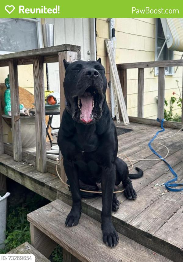 Reunited Male Dog last seen Yulee street, Jacksonville, FL 32209