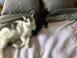 Reunited Male Cat last seen River Road, Monterey County, CA 93960