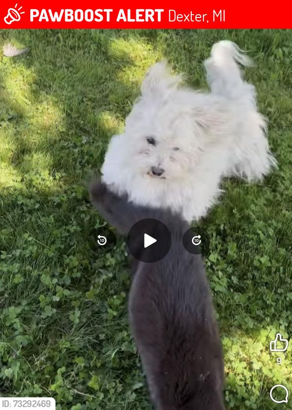 Lost Male Dog last seen By Lotus Gardenscapes, Dexter, MI 48130