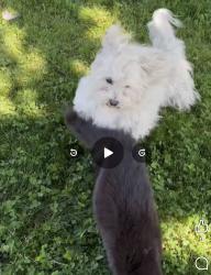 Lost Male Dog last seen By Lotus Gardenscapes, Dexter, MI 48130
