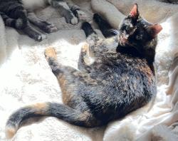 Lost Female Cat last seen Peoria and Mississippi, Aurora, CO 80012