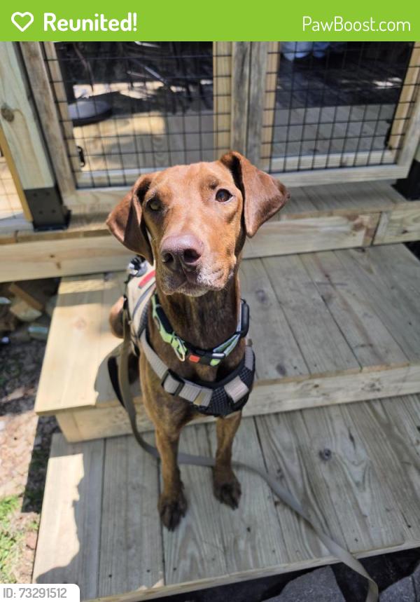 Reunited Female Dog last seen Harrison ridge, Fall creek valley middle school, Indianapolis, IN 46236