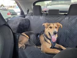 Reunited Male Dog last seen University District, Detroit, MI 48221