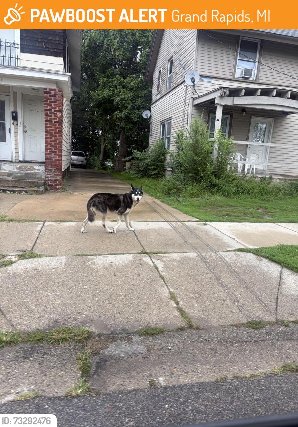 Found/Stray Unknown Dog last seen Buchanan and Division, Grand Rapids, MI 49507