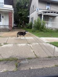 Found/Stray Unknown Dog last seen Buchanan and Division, Grand Rapids, MI 49507