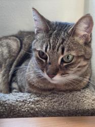 Reunited Male Cat last seen Near block of Mountain Ridge Way in the Parkridge neighborhood, Antioch, CA 94531