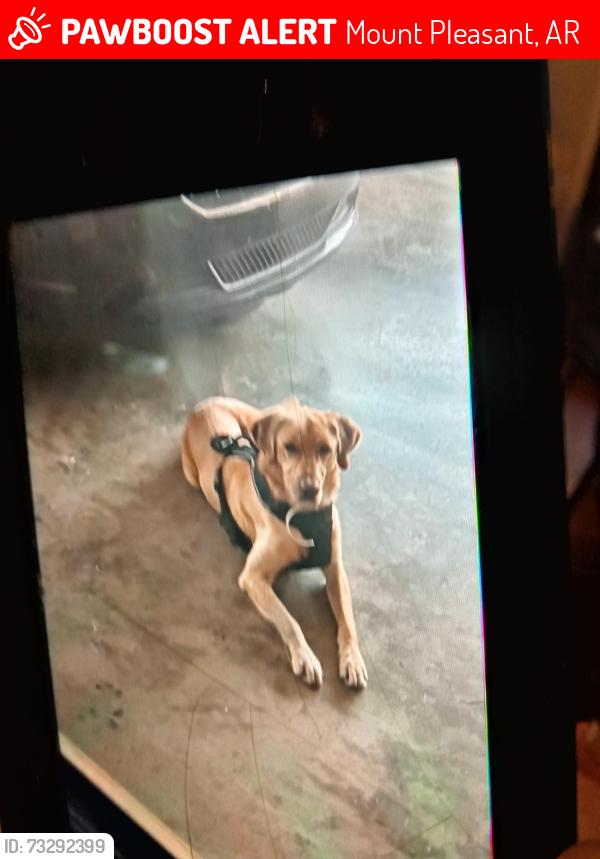 Lost Male Dog last seen Near West Road, Mt. Pleasant, AR, Mount Pleasant, AR 72561