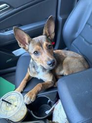 Found/Stray Female Dog last seen Chatsworth Highway, Chatsworth, GA 30705