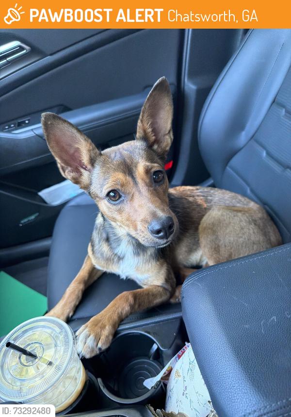 Found/Stray Female Dog last seen Chatsworth Highway, Chatsworth, GA 30705