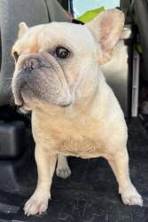 Reunited Female Dog last seen port st. lucie, Port St. Lucie, FL 34986