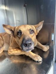 Shelter Stray Male Dog last seen Near RICKEE DR, South District,, 355 Hillshire Dr, Haslet, TX 76052, USA