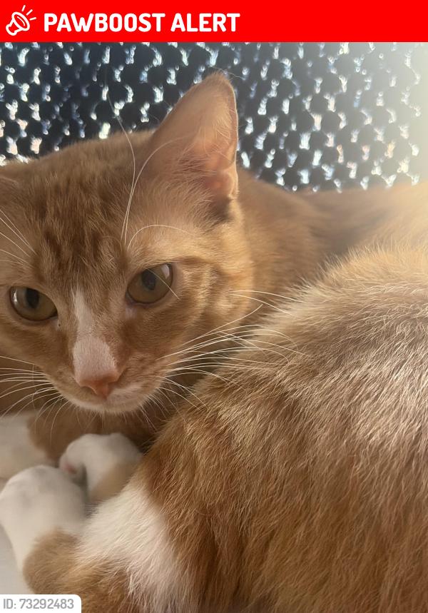 Lost Male Cat last seen 15A Newborn Avenue, North Lincolnshire, England DN15 8JZ