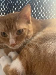 Lost Male Cat last seen 15A Newborn Avenue, North Lincolnshire, England DN15 8JZ