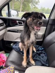 Found/Stray Male Dog last seen Market Street/Bus Depot, Greensboro, NC 27409
