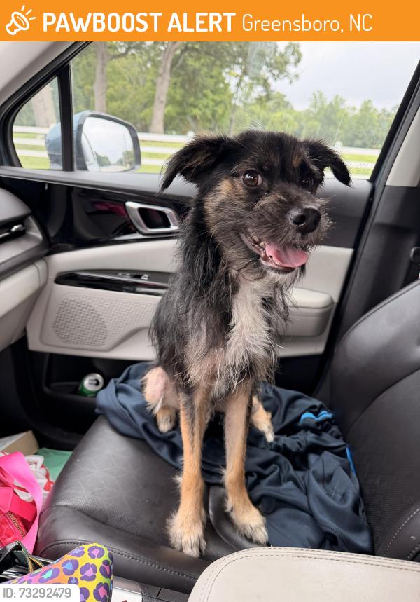 Found/Stray Male Dog last seen Market Street/Bus Depot, Greensboro, NC 27409