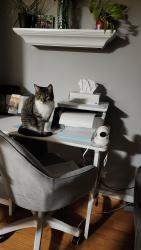 Lost Female Cat last seen Old Wilton Rd and Hwy 2, Loyalist, ON K0H 2H0
