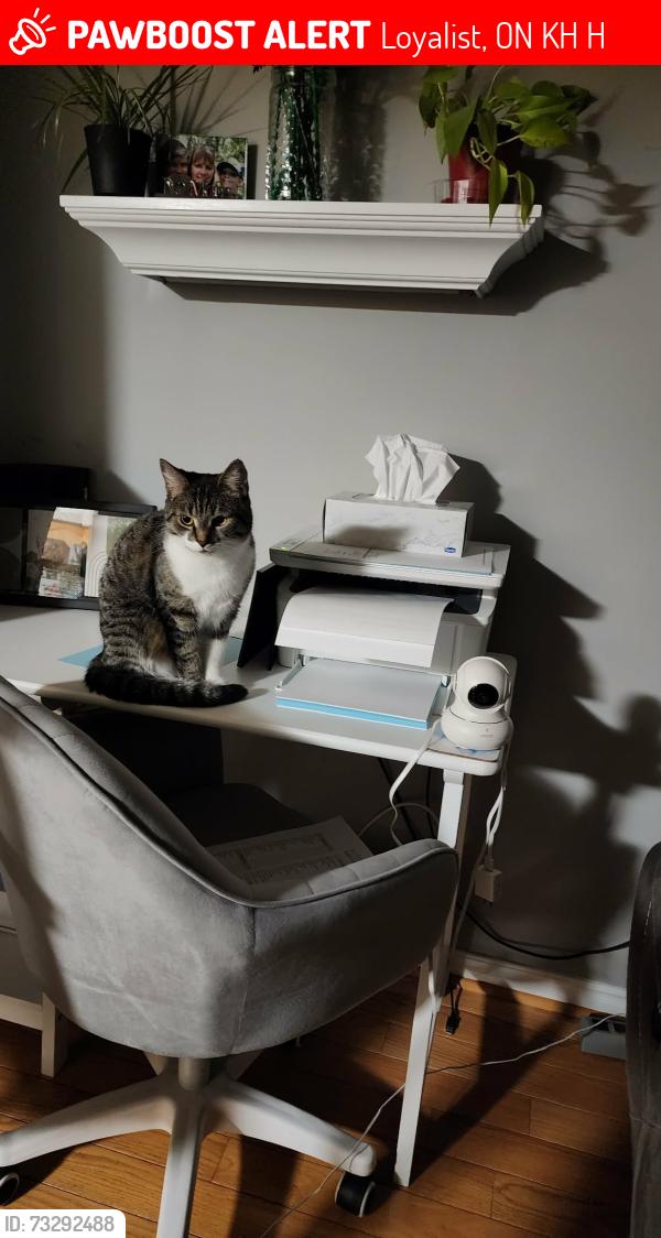 Lost Female Cat last seen Old Wilton Rd and Hwy 2, Loyalist, ON K0H 2H0