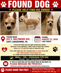 Found/Stray Male Dog last seen Near Baltimore Avenue, East Lansdowne, PA 19050