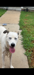 Found/Stray Female Dog last seen Simmons, Gastonia, NC 28052