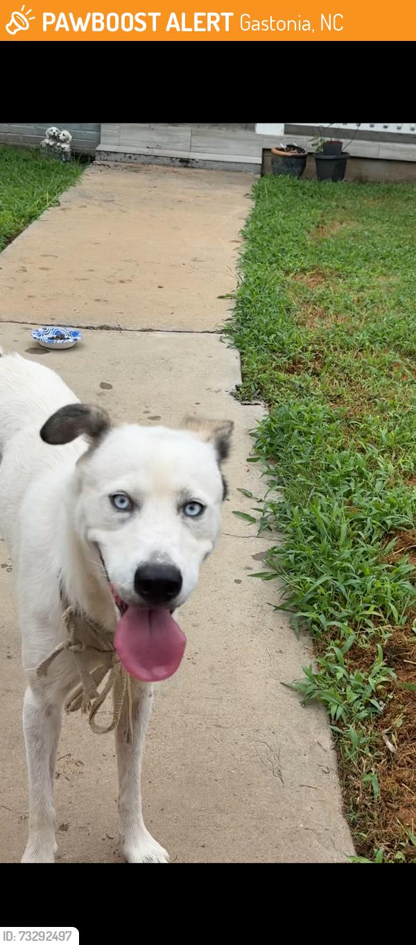 Found/Stray Female Dog last seen Simmons, Gastonia, NC 28052