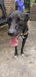 Reunited Male Dog last seen Interstate 70, Burke County, NC 28619