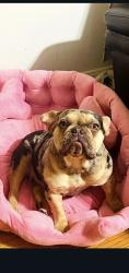 Lost Female Dog last seen Near halyburton rd, Stony Point, NC 28678
