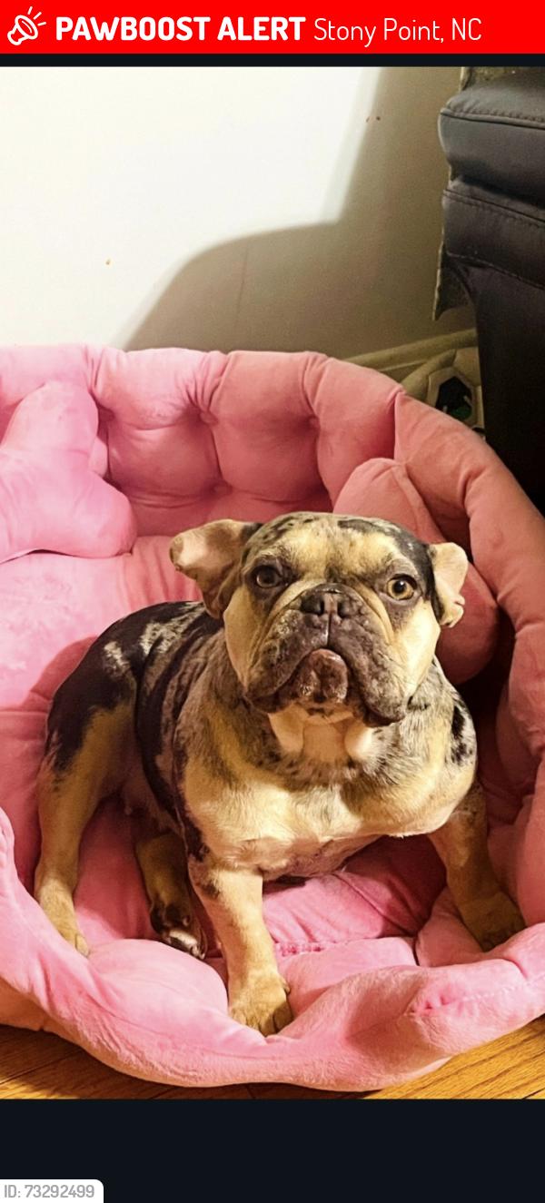 Lost Female Dog last seen Near halyburton rd, Stony Point, NC 28678