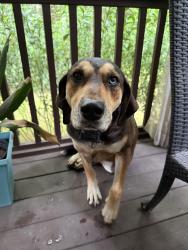 Reunited Male Dog last seen Near Harold Latta Rd, Hillsborough, Hillsborough, NC 27278